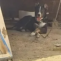 سگ گله ای‌ و نگهبان|سگ|سمنان, |دیوار