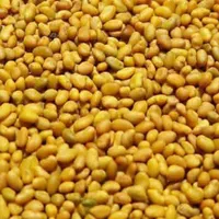 بذر یونجه محلی اصلااح شده بوجاری بمی تضمینی بم|خدمات باغبانی و درختکاری|بم, |دیوار