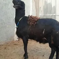 بره و گوسفند پرگوشت با سلاخی|حیوانات مزرعه|قم, زنبیل آباد|دیوار