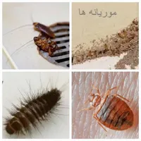 سمپاشی سوسک وساس و.. سم پاشی ضد عفونی ساختمان|خدمات نظافت|تهران, تهرانپارس غربی|دیوار