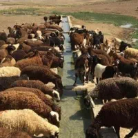 دام برا عقیقه تولد قربانی|حیوانات مزرعه|تهران, ستارخان|دیوار