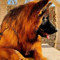 واگذاری توله ژرمن