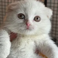 گربه اسکاتیش در اهواز