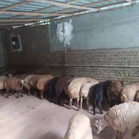 گوسفند زنده شمال جنوب غرب شرق شبانه روزی پرواری