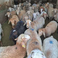 گوسفند بره نر جوان پروار گوشتی|حیوانات مزرعه|تهران, فلاح|دیوار