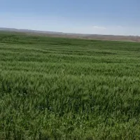 فروش زمین کشاورزی|فروش دفتر صنعتی، کشاورزی، تجاری|تهران, گمرک|دیوار