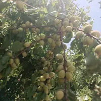 زمین در بهترین موقعیت درب بهشت فروش و معاوضه