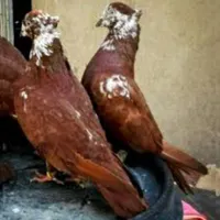 سگ ماده|سگ|بروجرد, |دیوار