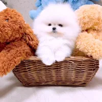 توله سگ پامر . پامرانین خرسی سفید ۳ ماه|سگ|تهران, شهرک غرب|دیوار