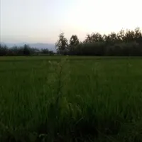 فروش زمین روستایی ۹۰۰ متری تهاتر با ملک در انزلی|فروش زمین و ملک کلنگی|بندر انزلی, چهارفریضه|دیوار