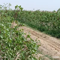۲حلقه چاه آب /با۱۴۰هکتار باغ پسته/به روز ومهندسی|فروش دفتر صنعتی، کشاورزی، تجاری|مشهد, کوثر|دیوار