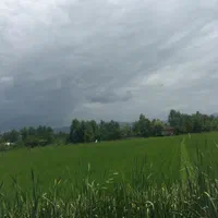 زمین کشاورزی کشت شده