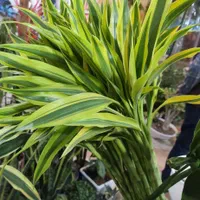بامبو|گل و گیاه طبیعی|کرمان, |دیوار