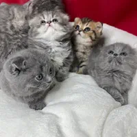 تحویل بچه گربه های غذاخور