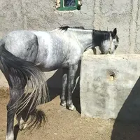 مادیون