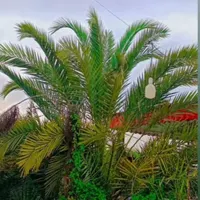 باغ اجاره ای روزانه کوتاه مدت|اجارهٔ کوتاه‌مدت ویلا و باغ|برازجان, |دیوار