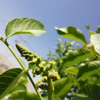 تولید نهال گردو درخت|خدمات باغبانی و درختکاری|شیراز, رکن‌آباد|دیوار