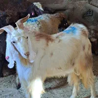 گوسفند بره نر جوان پروار گوشتی|حیوانات مزرعه|تهران, فلاح|دیوار