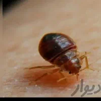 سمپاشی ساس سوسک کک کنه موش سم پاشی فقط در 1مرحله