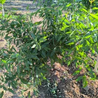 زمین کشاورزی دارای درختان میوه|فروش زمین و ملک کلنگی|اصفهان, آزادگان|دیوار
