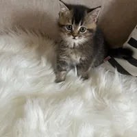 بریتیش پسر دوماهه