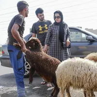 ذبح گوسفند به اصول بهداشتی و اسلامی