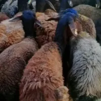بره زنده گوسفند زنده برای قربانی|حیوانات مزرعه|قم, شاه ابراهیم|دیوار