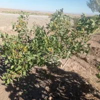 باغ پسته|خدمات باغبانی و درختکاری|تربت‌حیدریه, پائین ولایت|دیوار