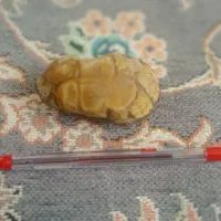 فسیل لاک پشت|کلکسیون اشیاء عتیقه|مشهد, هفت تیر (حافظ)|دیوار