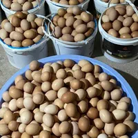 تخم مرغ نطفه دار  نژادها مخلوط
