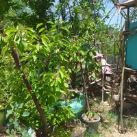 فروش مستقیم از نهالستان نهال شناسنامه‌دار و بامجوز|خدمات باغبانی و درختکاری|شهریار, |دیوار