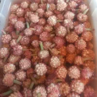 انبه قارچ بیلهر گل سیر گوجه باغی کنار لیمو برگ مو|عمده‌فروشی|شیراز, شهرک ولیعصر|دیوار