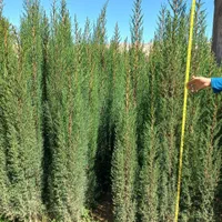 نهال سرو ناز شیراز(گرین پنسل)|گل و گیاه طبیعی|کرمان, |دیوار