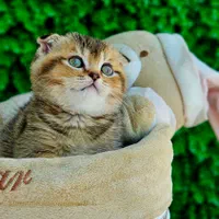 مو کوتاه ۶۳ روز خالص