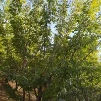 فروش باغ بار بده فنس کشی شده محدوده پل زمانخان|فروش دفتر صنعتی، کشاورزی، تجاری|اصفهان, آزادگان|دیوار