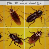 سمپاشی و سم پاشی انواع خزنده ،جونده،حشره.
