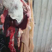 فروش گوسفندزنده باقصاب و باسکول دیجیتال|حیوانات مزرعه|تهران, خزانه|دیوار