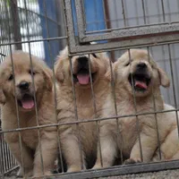 نسل از مولدین وارداتی،سگ golden retreiver|سگ|تهران, شهران جنوبی|دیوار