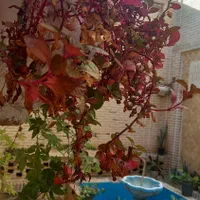 سوئیت واپارتمان تمیز|اجارهٔ کوتاه‌مدت آپارتمان و سوئیت|دزفول, |دیوار