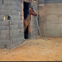 مادیون ۳ ساله|اسب و تجهیزات اسب‌سواری|مبارکه, |دیوار