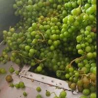 آبغوره گیری و آبلیمو گیری