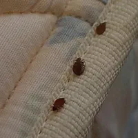 شرکت سمپاشی+سوسک کابینت موریانه ساس سم پاش آلمانی|خدمات نظافت|آبادان, |دیوار