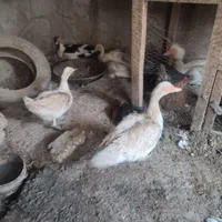 غاز روسی یا غاز لال یا اردک لال یاروسی|حیوانات مزرعه|اصفهان, دشتستان|دیوار
