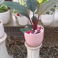 فیلندندونی|گل و گیاه طبیعی|تهران, جمال‌زاده|دیوار
