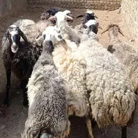 27 راس گوسفند بره نر و ماده جهت قربانی و مصرفی