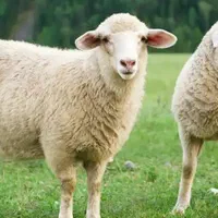 گوسفند تعاونی درجه یک گوشتی|حیوانات مزرعه|مشهد, نوید|دیوار