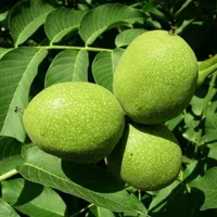 نهال گردو پوست کاغذی|خدمات باغبانی و درختکاری|رشت, آب آسیاب|دیوار