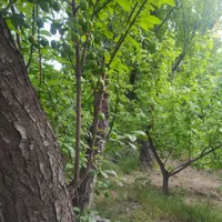 فروش باغچه ۵۰۰ متری فرخ آباد خیابان خندان
