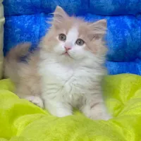 بامزه های چشم درشت