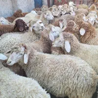 گوسفند افشاری و بره مغانی   زنده با قصاب|حیوانات مزرعه|ملارد, |دیوار